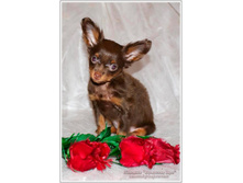 ���������� ���� ������� - 2 ������