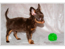 ���������� ���� ������� - 2 ������