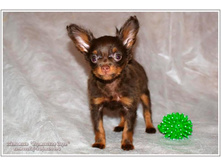 ���������� ���� ������� - 2 ������