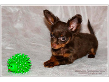 ���������� ���� ������� - 2 ������