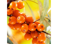 ����������� ����� 100�� (����������������) - 188 ���.