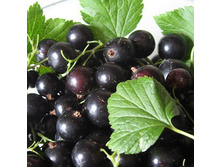 ������ ���������