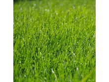 �������� ����� 