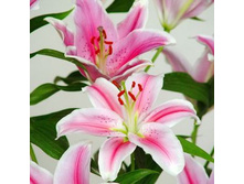 ��������� �����