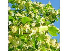 �������� ����