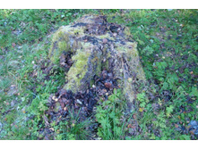 ����� �����-�� �������