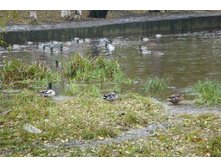 ��� ���� � ������ ������.