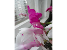 ��������� 1.JPG