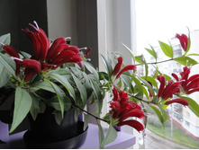 ���������� ���� Purple Star- ������ ��������