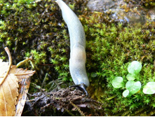 ����� �� �������