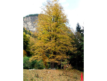 ���� ��������� � ������)