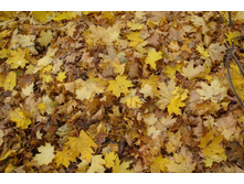 ��� �� �����?