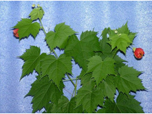 �������� 24.11.2010