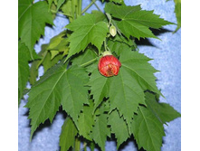 �������� 24.11.2010