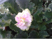 2012-11-07 14.21.27.jpg