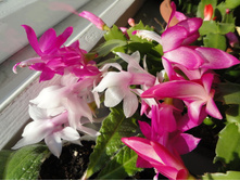 ��������� ����- �������..JPG