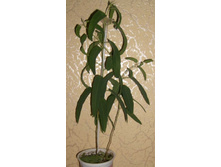 �������� ��������