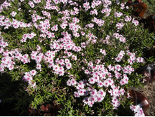 ����� ���������� � �������