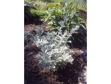 ������ ��������