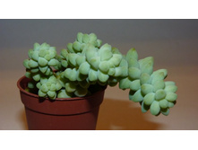 ������ �������