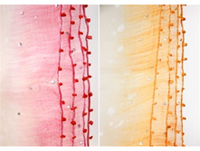 1004834(zveta)-1.jpg 900 ���..jpg