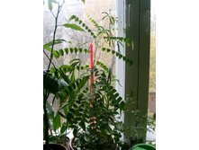 ������� ��������� � ������