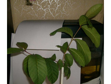 ������� �����