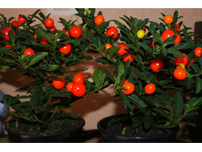 ������� ��������������