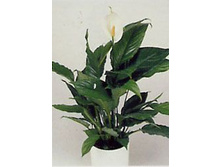 ���������� �����