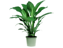 ���������� ��������