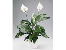 ���������� �����