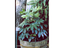 ������ �������