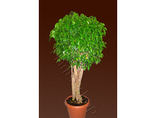 ����� ����������1