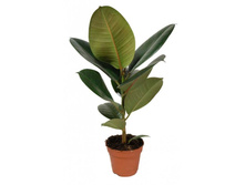 ����� �������� �������