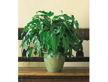 ����������� �������