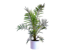 ����� ���������