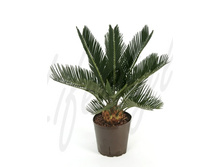 ����� ��������