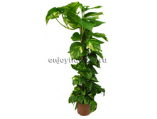 ���������� �������