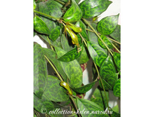 ���������� ���������