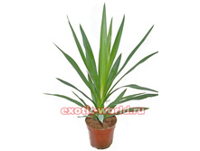 ���� �������