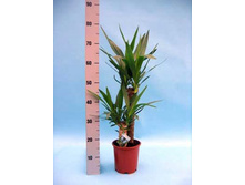 ���� ����