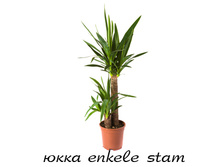 ����� ������ ����