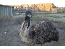 ��������!.. ��������� ���!