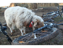 �� ޣ - ���������?