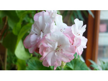 ����� ������