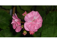 ���-��� �����