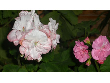 ����� ������ � ���-��� �����