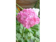 ���-��� �����