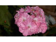 ���-��� �����