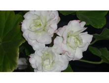 Apple Blossom Rosebud